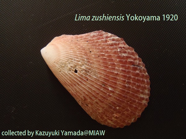 Lima zushiensis Yokoyama 1920