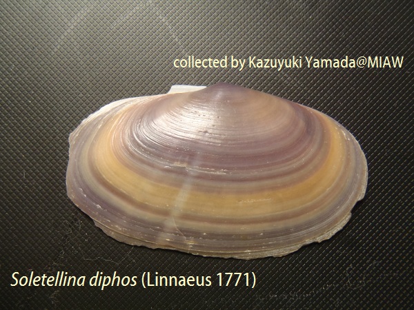 Soletellina diphos (Linnaeus 1771)