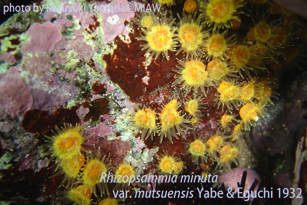 ふるまいの創造 ナミビア・ヘレロ人における植民地経験と美の