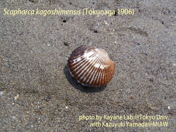 Scapharca kagoshimensis (Tokunaga 1906)